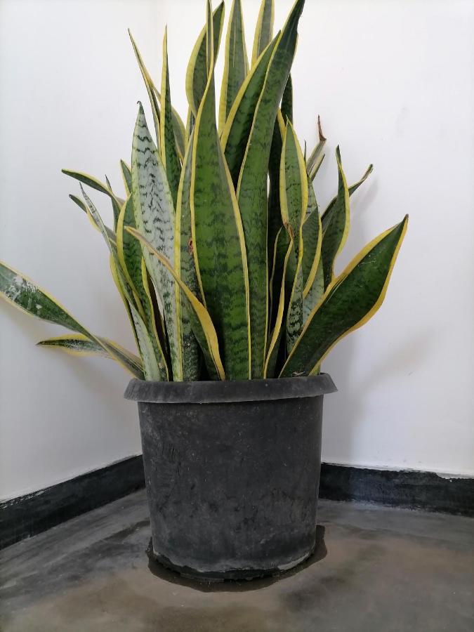 ディックウェラHiriketiya Hasmal Houseアパートメント エクステリア 写真